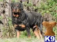 Rottweiler puppy for sale: a rottweiler dog with its mouth open and a pig in the background
