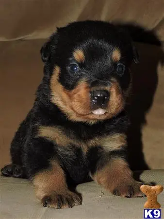 Rottweiler puppy for sale: a rottweiler puppy lying on a blanket