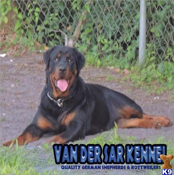 Rottweiler dog for sale: Rottweiler lying on gravel with a happy expression