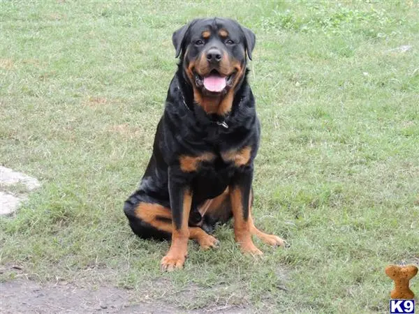 Rottweiler puppy for sale: a rottweiler dog sitting on grass