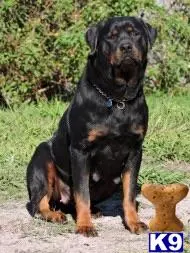 Rottweiler puppy for sale: a black rottweiler dog sitting on a rock