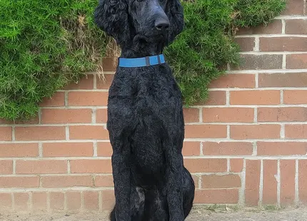 Poodle