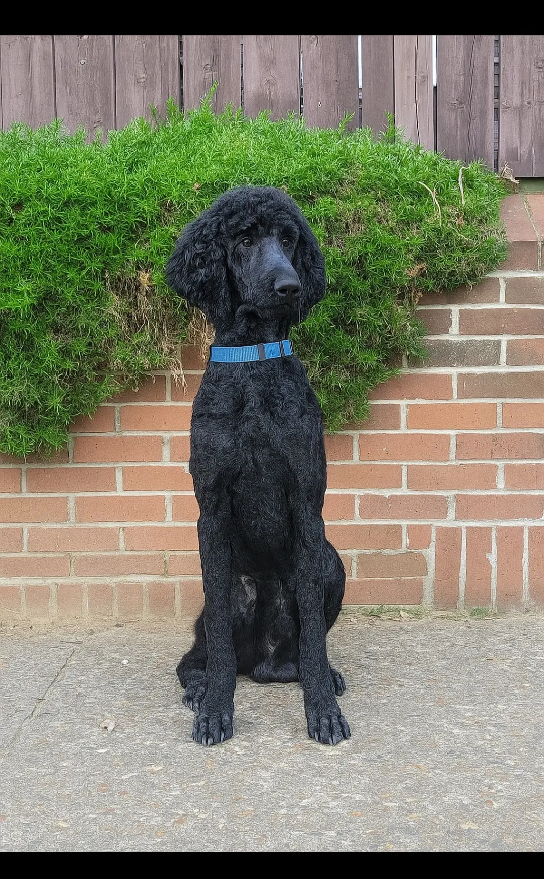 Poodle stud dog