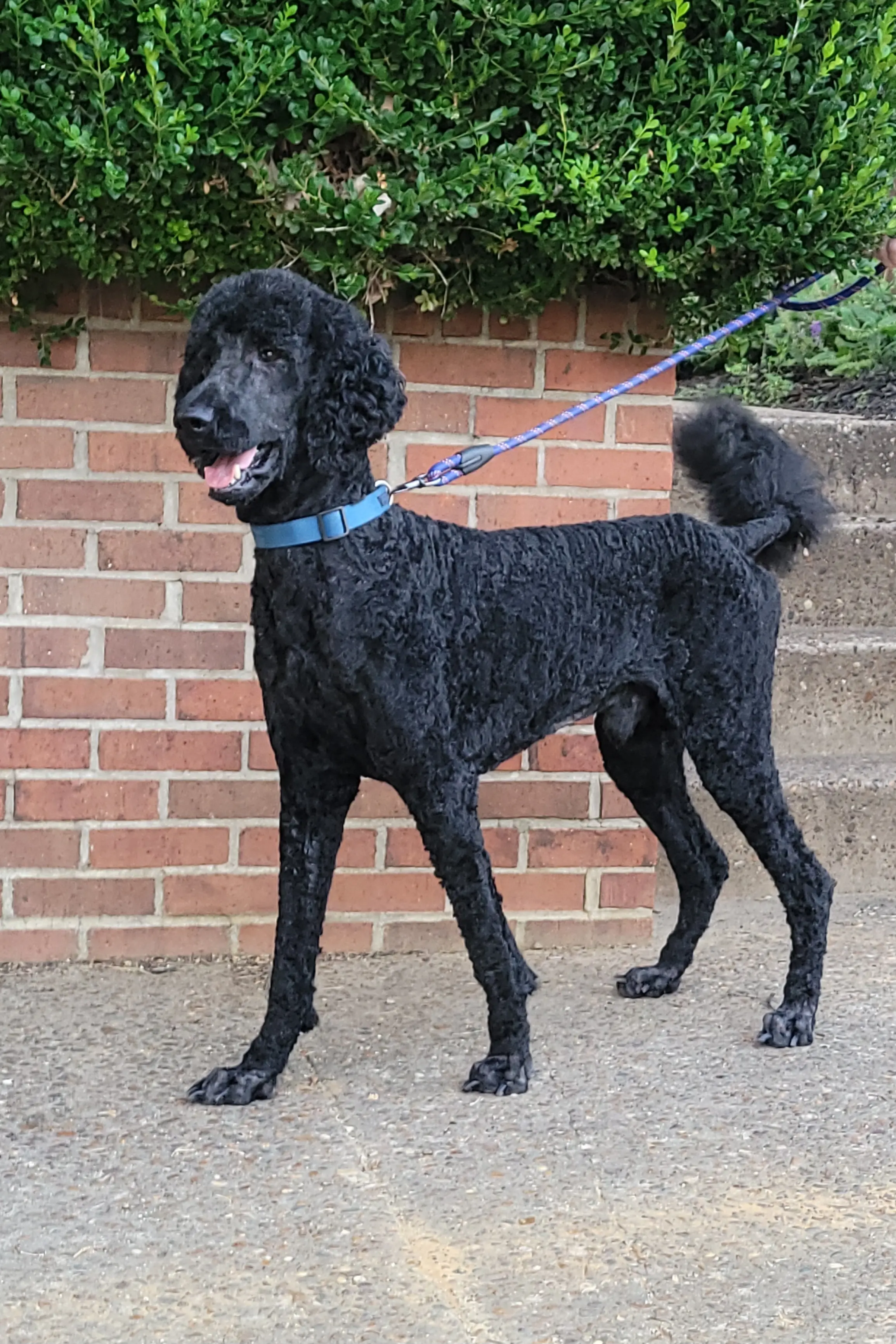 Poodle stud dog: Black Poodle standing on a sidewalk near brick steps