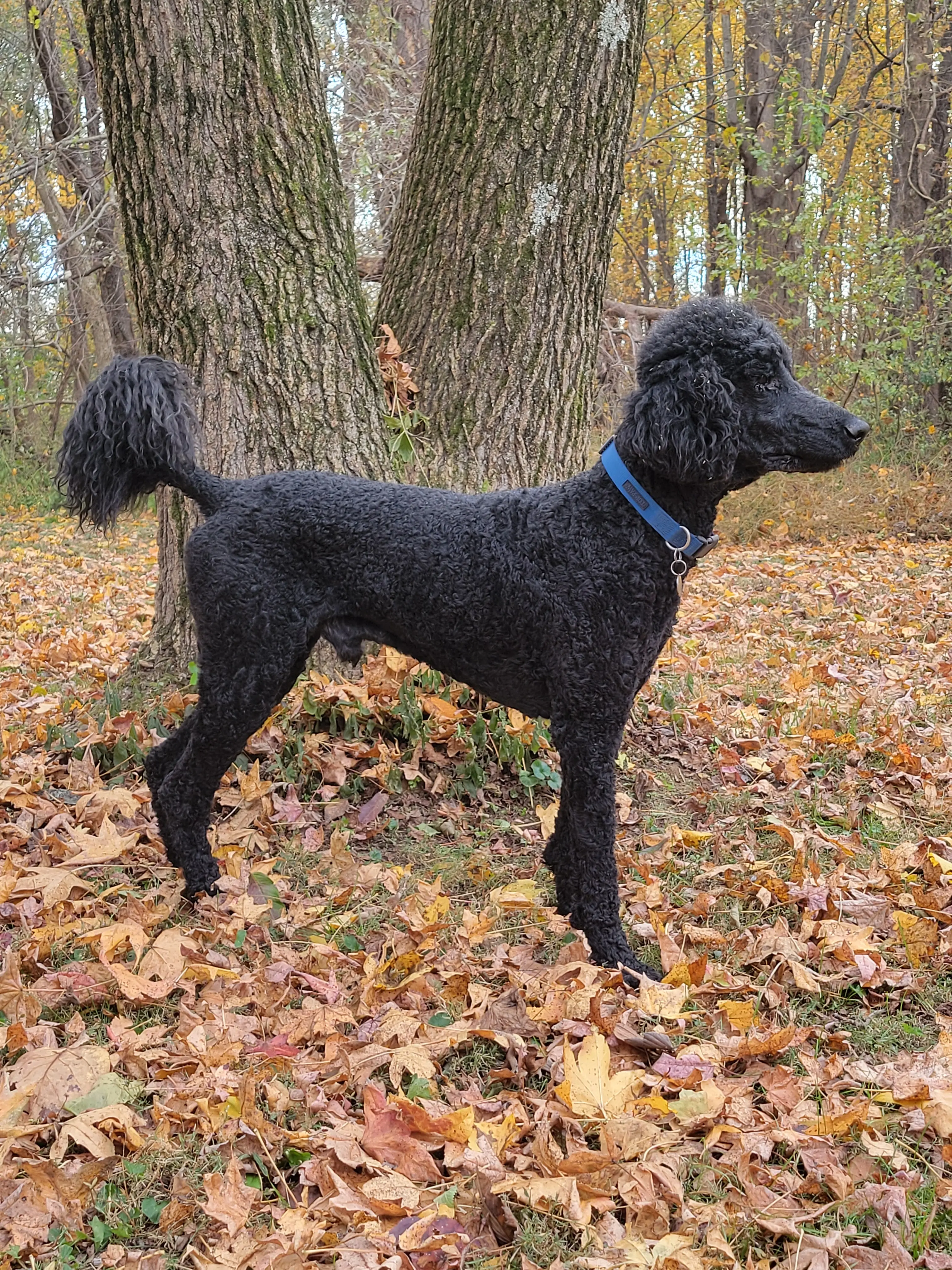 Poodle stud dog: Black Poodle standing among autumn leaves in a wooded area