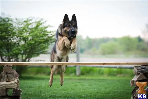 German Shepherd stud dog