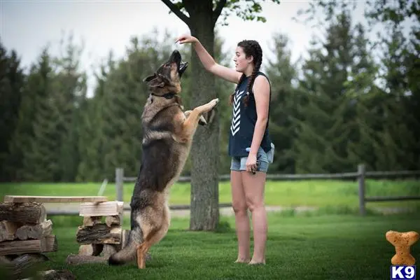 German Shepherd stud dog