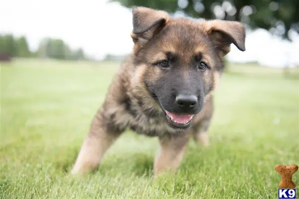 German Shepherd stud dog