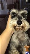 Bo available Miniature Schnauzer puppy located in EDEN