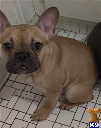 French Bulldog puppy for sale