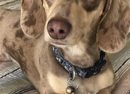 a dachshund dog sitting on a couch