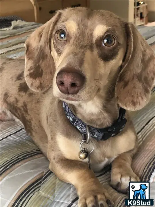 Dachshund stud dog