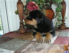 rottweiler puppy posted by vanessawilliams008