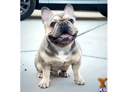 a french bulldog dog sitting on a tile floor