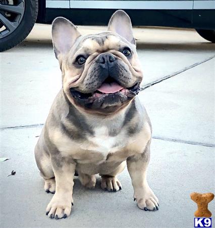 a french bulldog dog sitting on a tile floor