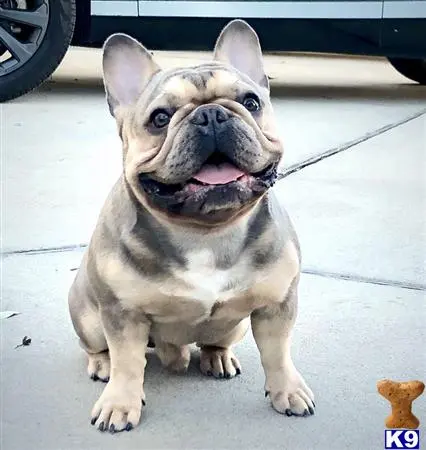 French Bulldog stud dog