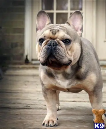 French Bulldog stud dog