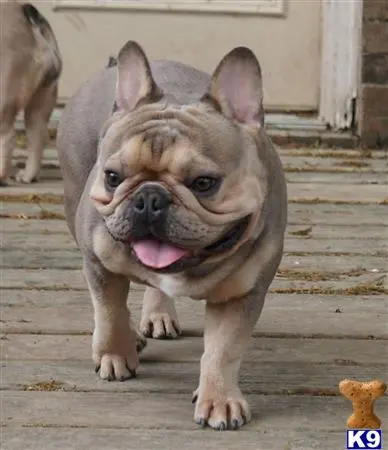 French Bulldog stud dog