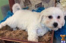 bichon frise puppy posted by vanitypupsfl
