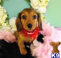 dachshund puppy posted by vanitypupsfl