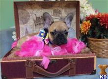 french bulldog puppy posted by vanitypupsfl