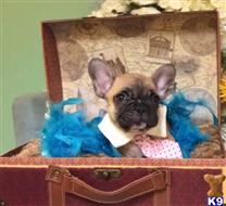 french bulldog puppy posted by vanitypupsfl