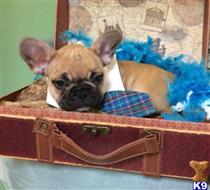 french bulldog puppy posted by vanitypupsfl