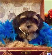havanese puppy posted by vanitypupsfl