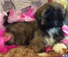 lhasa apso puppy posted by vanitypupsfl