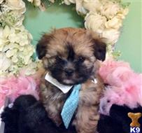 maltipoo puppy posted by vanitypupsfl