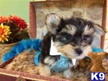 mixed breed puppy posted by vanitypupsfl