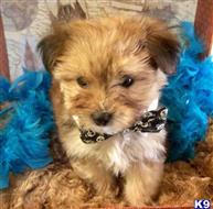 mixed breed puppy posted by vanitypupsfl