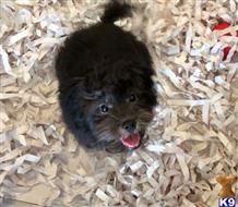 mixed breed puppy posted by vanitypupsfl