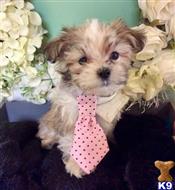 mixed breed puppy posted by vanitypupsfl