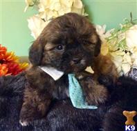 mixed breed puppy posted by vanitypupsfl