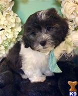 mixed breed puppy posted by vanitypupsfl
