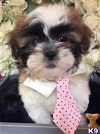 shih tzu puppy posted by vanitypupsfl