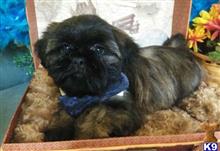 shih tzu puppy posted by vanitypupsfl