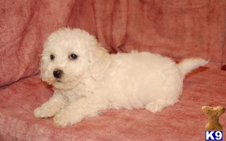 teddy puppies for sale in florida bichon frise puppy for sale bichon bichon poo teddy puppies for sale in 4 years teddy puppies for sale in florida bichon frise puppy for sale bichon bichon poo teddy puppies for sale in 4 years