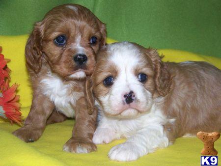 puppy store jacksonville fl puppy pet store jacksonville fl photo puppy store jacksonville fl puppy pet store jacksonville fl photo