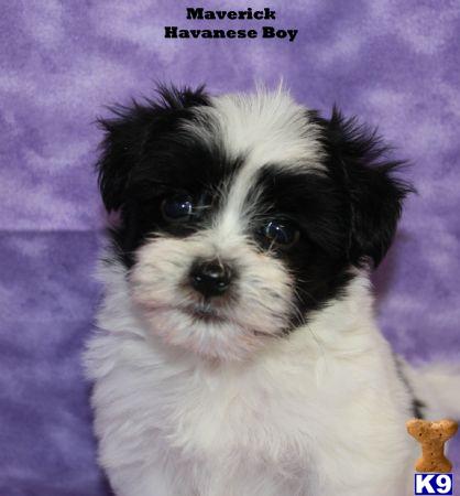 havanese puppies for sale in jacksonville fl havanese puppy for sale havanese and havapoo and havamalt puppies for sale 5 years havanese puppies for sale in jacksonville fl havanese puppy for sale havanese and havapoo and havamalt puppies for sale 5 years