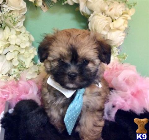 a maltipoo dog wearing a bow tie