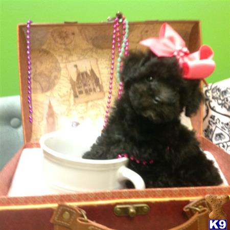 goldendoodle puppies jacksonville fl mixed breed puppy for sale maltapoos goldendoodles morkies maltese mix p 5 months goldendoodle puppies jacksonville fl mixed breed puppy for sale maltapoos goldendoodles morkies maltese mix p 5 months