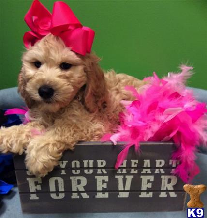 goldendoodle puppies jacksonville fl mixed breed puppy for sale maltapoos goldendoodles morkies maltese mix p 5 months goldendoodle puppies jacksonville fl mixed breed puppy for sale maltapoos goldendoodles morkies maltese mix p 5 months