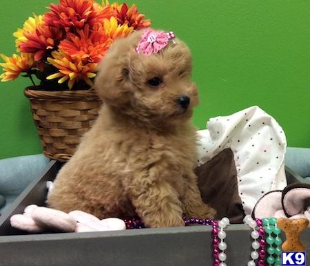 goldendoodle puppies jacksonville fl mixed breed puppy for sale maltapoos goldendoodles morkies maltese mix p 5 months goldendoodle puppies jacksonville fl mixed breed puppy for sale maltapoos goldendoodles morkies maltese mix p 5 months