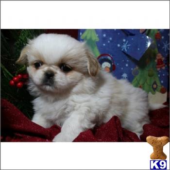 pekingese puppies for sale in florida pekingese puppy for sale pekingese and pekeapoo puppies for sale in fleming 5 years pekingese puppies for sale in florida pekingese puppy for sale pekingese and pekeapoo puppies for sale in fleming 5 years