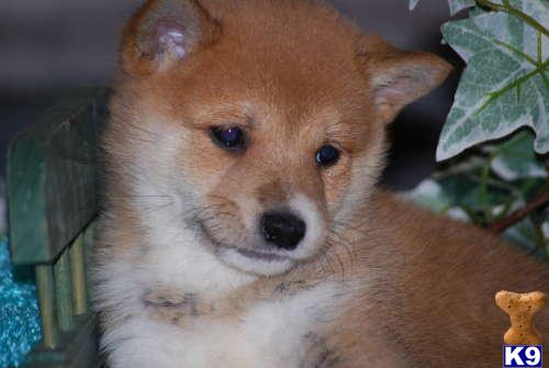 Shiba Inu Puppy For Sale Shiba Inu Puppies For Sale In