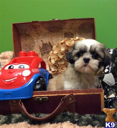 shih tzu for sale jacksonville fl shih tzu puppy for sale shihtzu shihpoo maltashihpoo shorkies puppies for 5 months shih tzu for sale jacksonville fl shih tzu puppy for sale shihtzu shihpoo maltashihpoo shorkies puppies for 5 months
