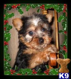 silky poo puppies silky terrier puppy for sale silky terrier silky poo puppies for sale in flemi 5 silky poo puppies silky terrier puppy for sale silky terrier silky poo puppies for sale in flemi 5