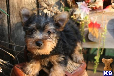 silky poo puppies silky terrier puppy for sale silky terrier silky poo puppies for sale in flemi 5 silky poo puppies silky terrier puppy for sale silky terrier silky poo puppies for sale in flemi 5